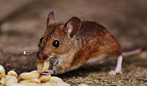 24 Hour & Emergency Exterminators in Miller, IA